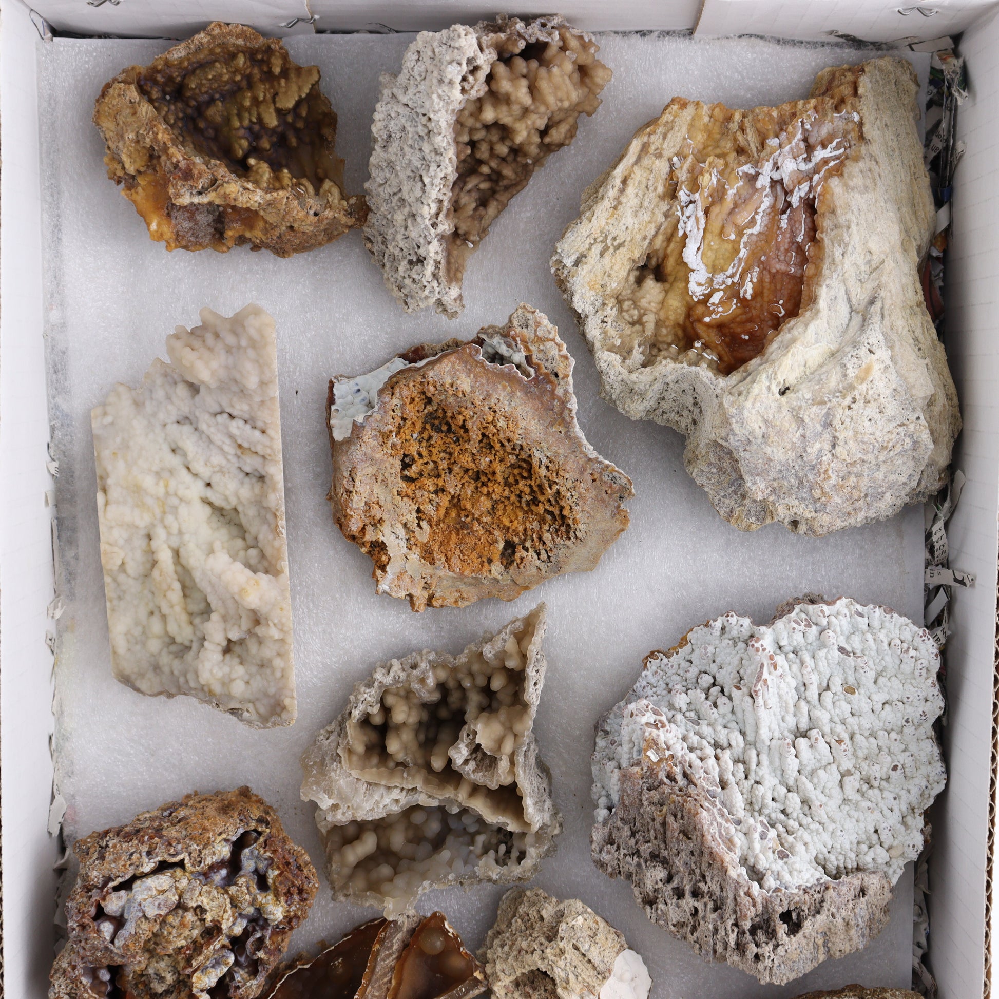 Agatized Coral Flat - Expert Wholesale and Supplier of Wholesale Crystals & Bulk Gemstones, ["Agate","Agatized Coral","Coral","United States"]