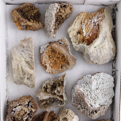 Agatized Coral Flat - Expert Wholesale and Supplier of Wholesale Crystals & Bulk Gemstones, ["Agate","Agatized Coral","Coral","United States"]