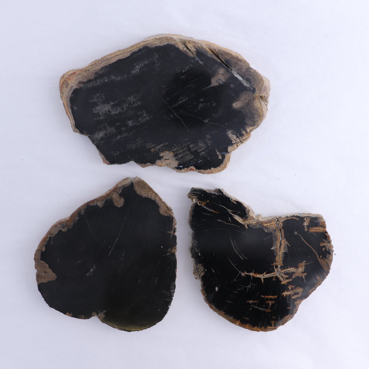 Petrified Wood Slices & Slabs Set of 3