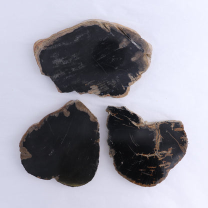 Petrified Wood Slices & Slabs Set of 3