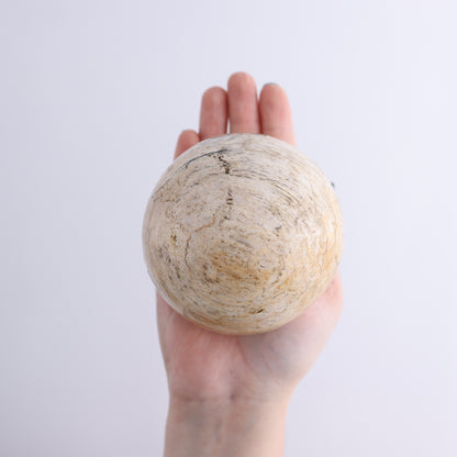 Petrified Wood Spheres Set of 4 - Expert Wholesale and Supplier of Wholesale Crystals & Bulk Gemstones, ["Indonesia","Petrified Wood","Spheres"]