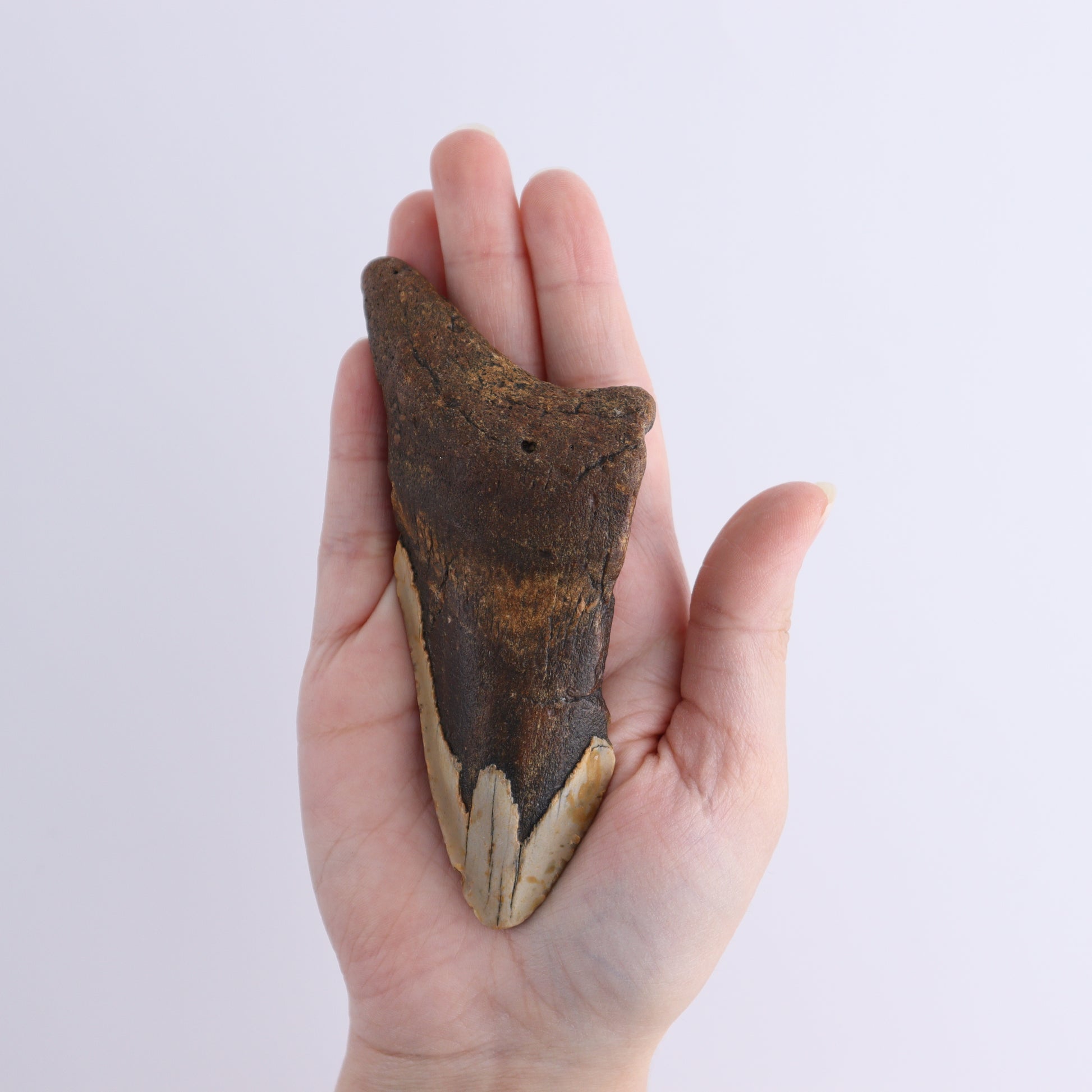 Megalodon Teeth Set of 4 - Expert Wholesale and Supplier of Wholesale Crystals & Bulk Gemstones, ["Megalodon Teeth","United States"]