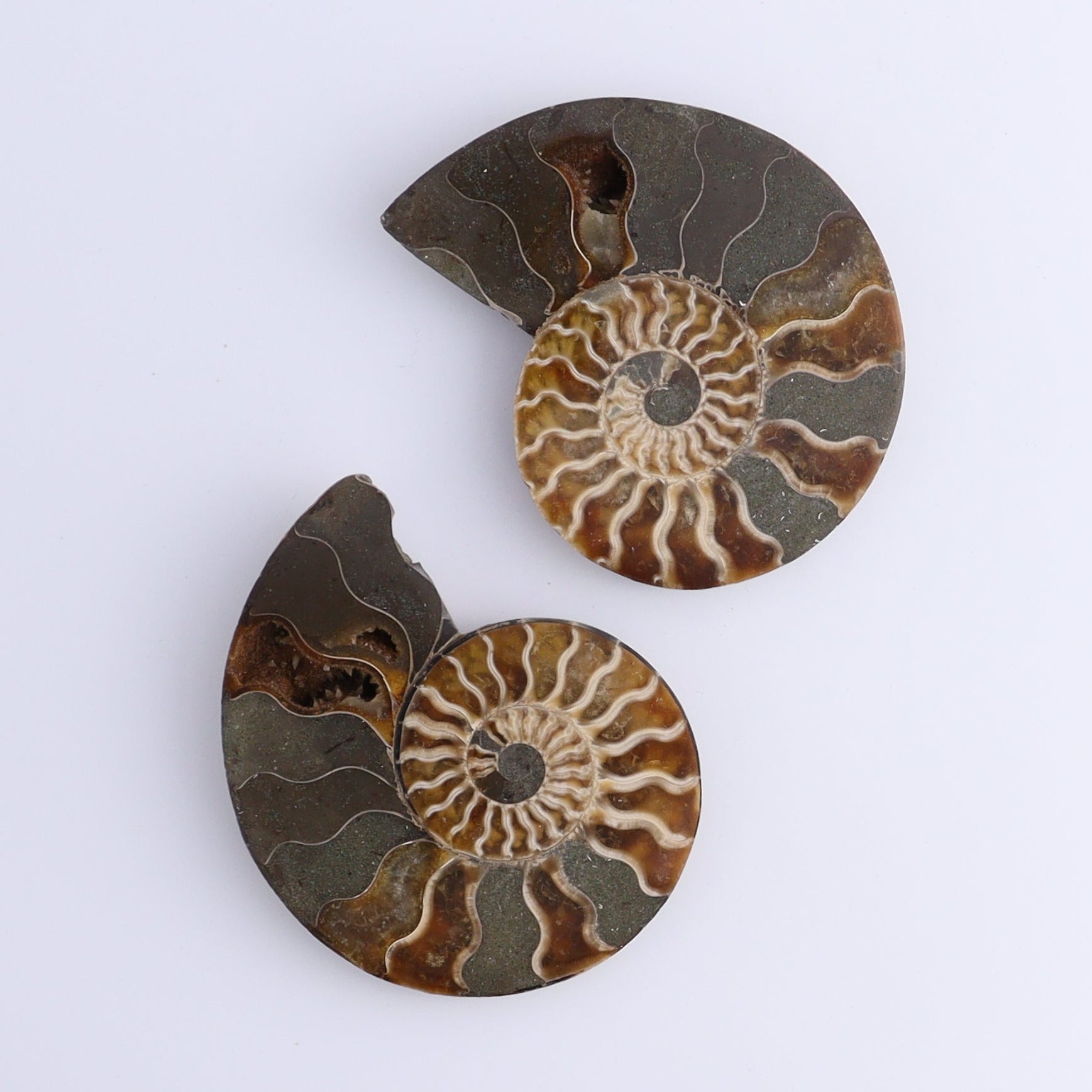 Ammonite Shells Set of 8 - Expert Wholesale and Supplier of Wholesale Crystals & Bulk Gemstones, ["Ammonite","Madagascar","shells"]