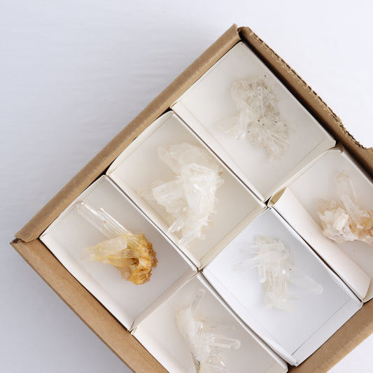 Lemurian Clusters from Columbia Set of 6