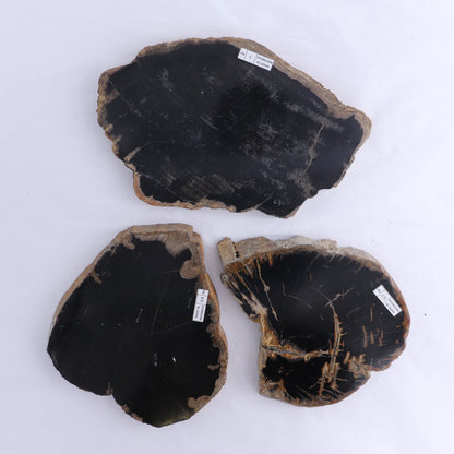 Petrified Wood Slices & Slabs Set of 3