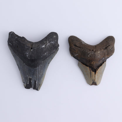 Megalodon Teeth Set of 2 - Expert Wholesale and Supplier of Wholesale Crystals & Bulk Gemstones, ["Megalodon Teeth","United States"]