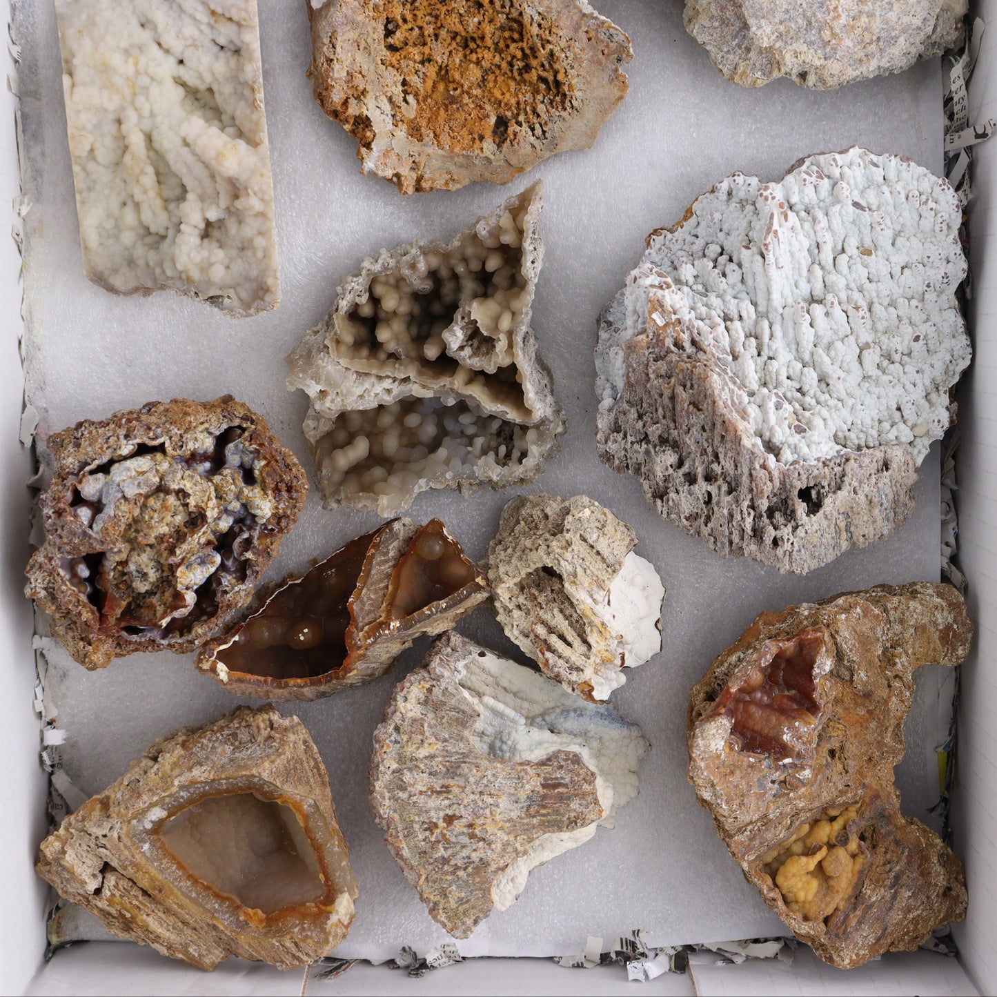 Agatized Coral Flat - Expert Wholesale and Supplier of Wholesale Crystals & Bulk Gemstones, ["Agate","Agatized Coral","Coral","United States"]