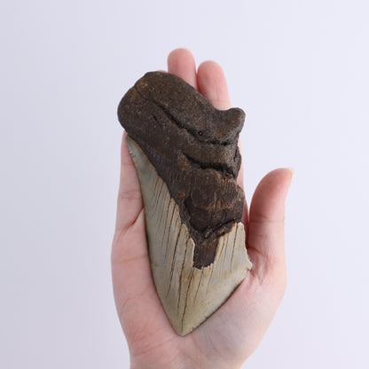 Megalodon Teeth Set of 4 - Expert Wholesale and Supplier of Wholesale Crystals & Bulk Gemstones, ["Megalodon Teeth","United States"]