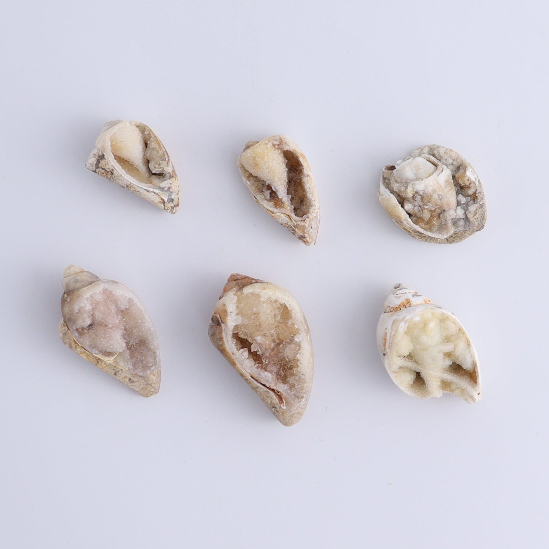 Crystalized Shells Set of 24 - Expert Wholesale and Supplier of Wholesale Crystals & Bulk Gemstones, ["Crystalized Shell","India","shell","shells"]