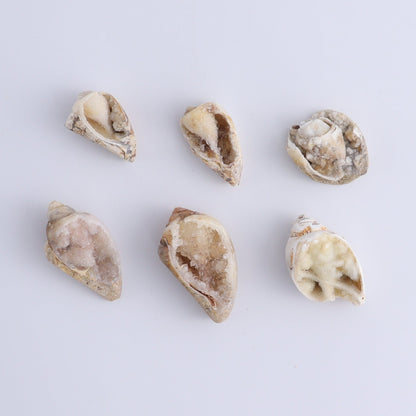 Crystalized Shells Set of 24 - Expert Wholesale and Supplier of Wholesale Crystals & Bulk Gemstones, ["Crystalized Shell","India","shell","shells"]