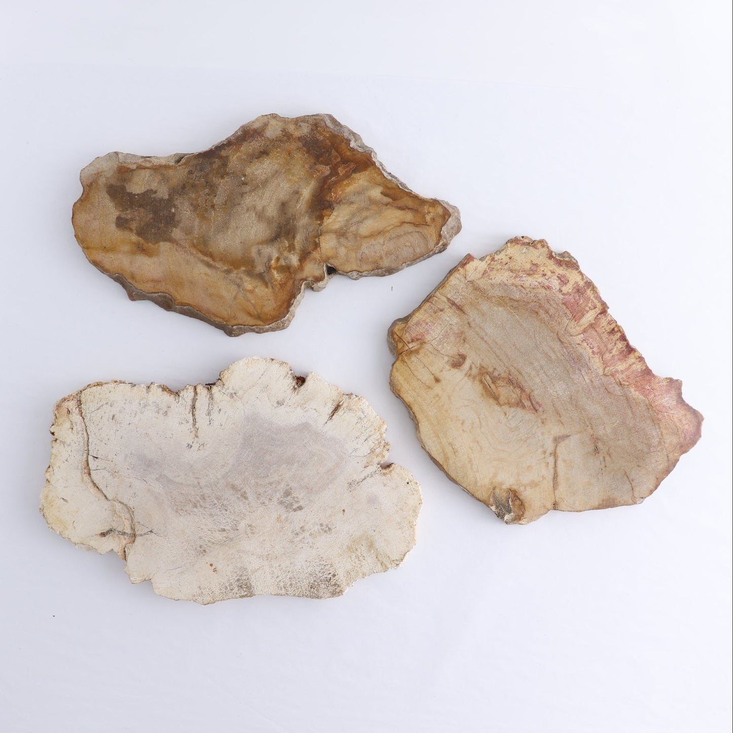 Petrified Wood Slices & Slabs Set of 3