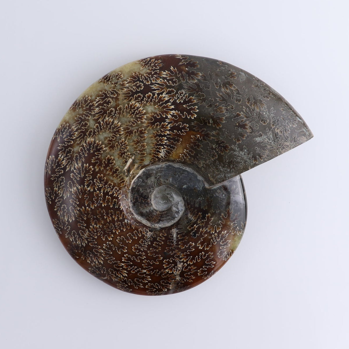 Ammonite Shell