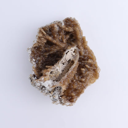 Agatized Coral Flat - Expert Wholesale and Supplier of Wholesale Crystals & Bulk Gemstones, ["Agate","Agatized Coral","Coral","United States"]