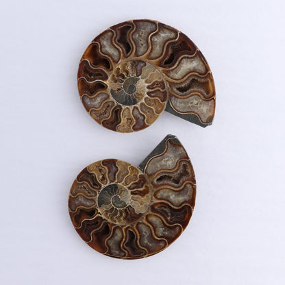 Ammonite Shells Set of 6 - Expert Wholesale and Supplier of Wholesale Crystals & Bulk Gemstones, ["Ammonite","Madagascar","shells"]