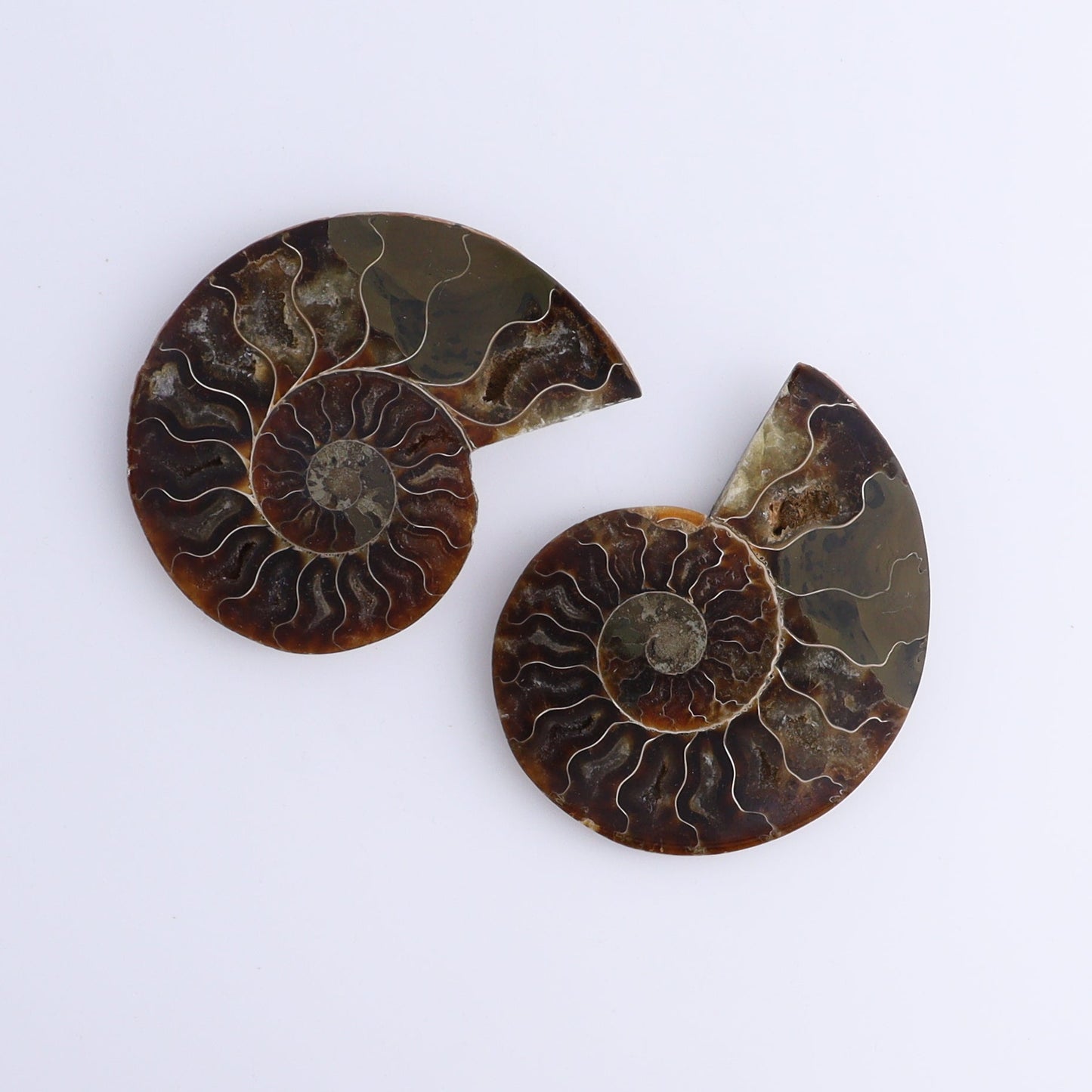 Ammonite Shells Set of 8 - Expert Wholesale and Supplier of Wholesale Crystals & Bulk Gemstones, ["Ammonite","Madagascar","shells"]