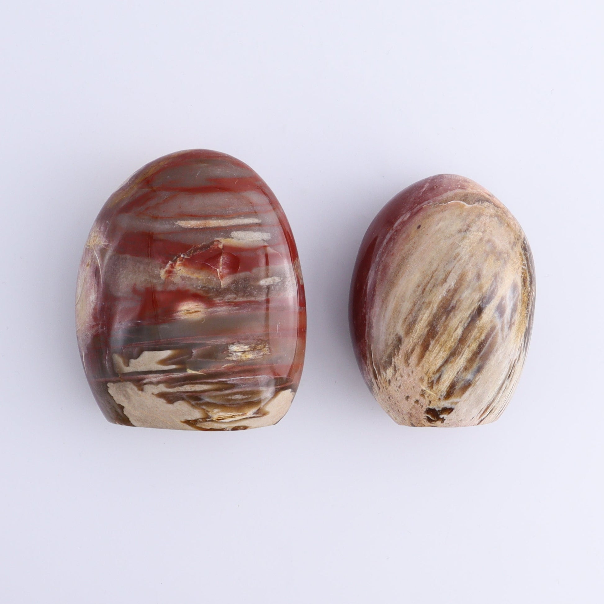 Petrified Wood Freeforms Set of 6 - Expert Wholesale and Supplier of Wholesale Crystals & Bulk Gemstones, ["Freeform","Freeforms","Madagascar","Petrified Wood"]