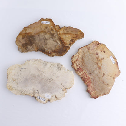 Petrified Wood Slices & Slabs Set of 3