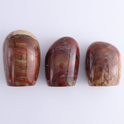 Petrified Wood Freeform Set of 3 - Expert Wholesale and Supplier of Wholesale Crystals & Bulk Gemstones, ["Freeforms","Madagascar","Petrified Wood"]