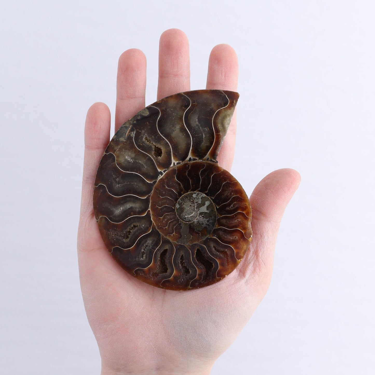 Ammonite Shells Set of 6 - Expert Wholesale and Supplier of Wholesale Crystals & Bulk Gemstones, ["Ammonite","Madagascar","shells"]