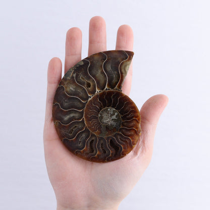 Ammonite Shells Set of 6 - Expert Wholesale and Supplier of Wholesale Crystals & Bulk Gemstones, ["Ammonite","Madagascar","shells"]