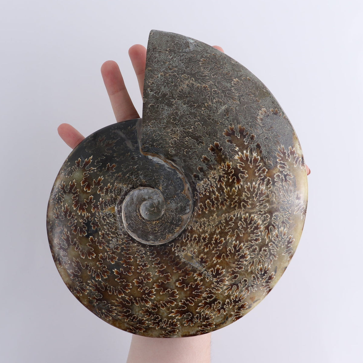 Ammonite Shell
