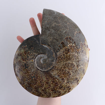Ammonite Shell