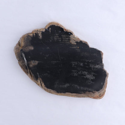 Petrified Wood Slices & Slabs Set of 3