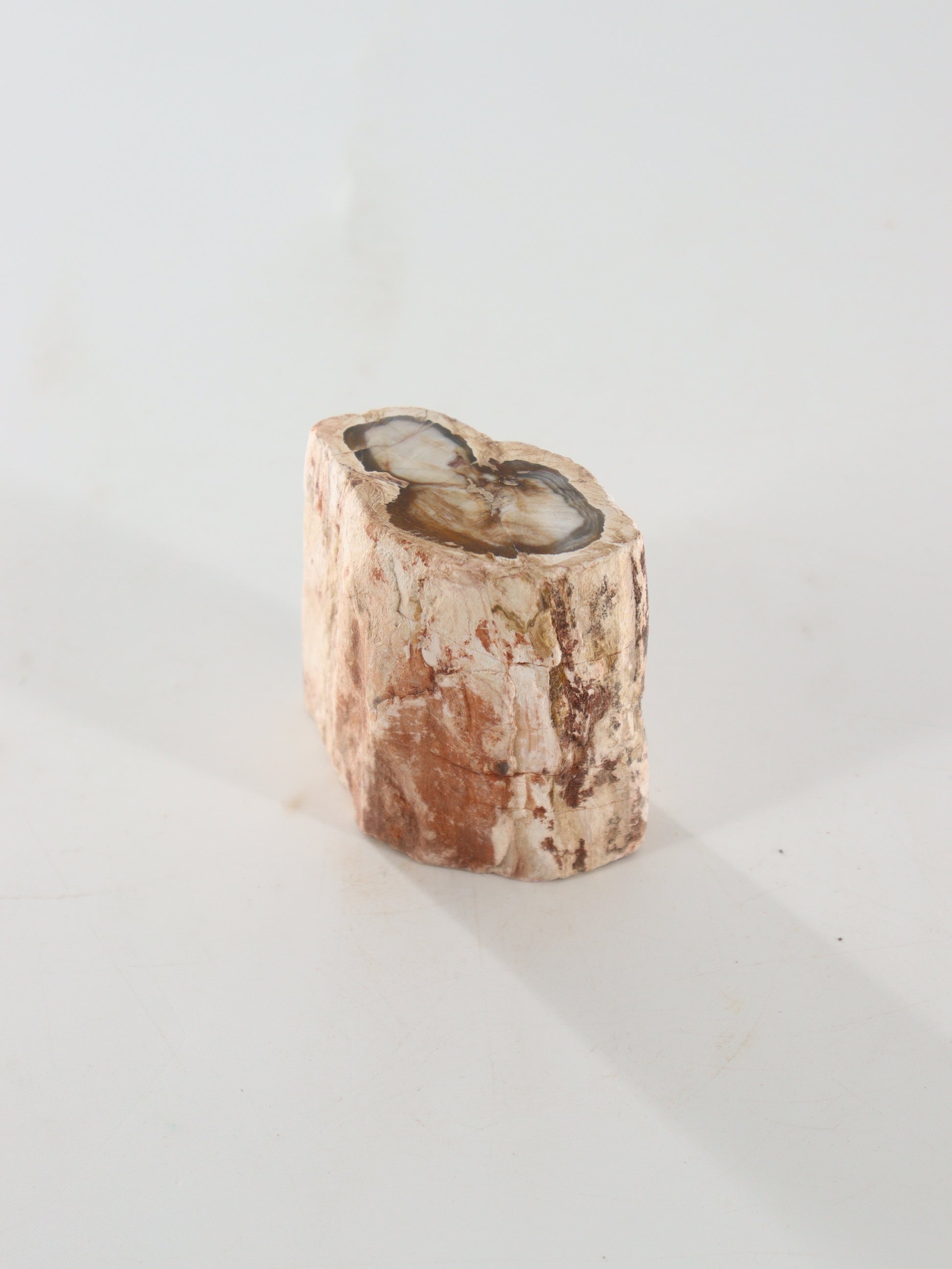 Petrified Wood Logs Set of 2 - Expert Supplier of Wholesale Crystals & Bulk Gemstones