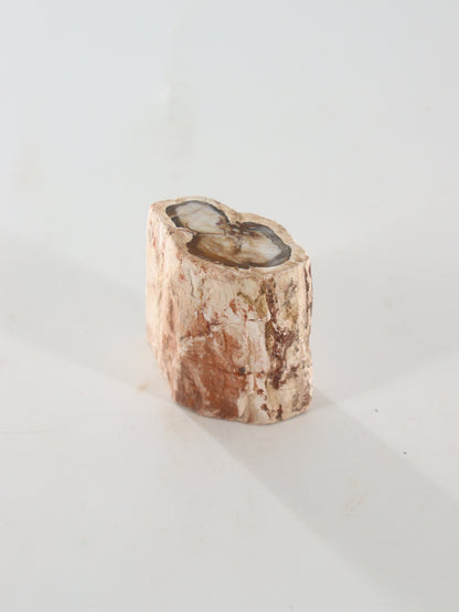 Petrified Wood Logs Set of 2 - Expert Supplier of Wholesale Crystals & Bulk Gemstones