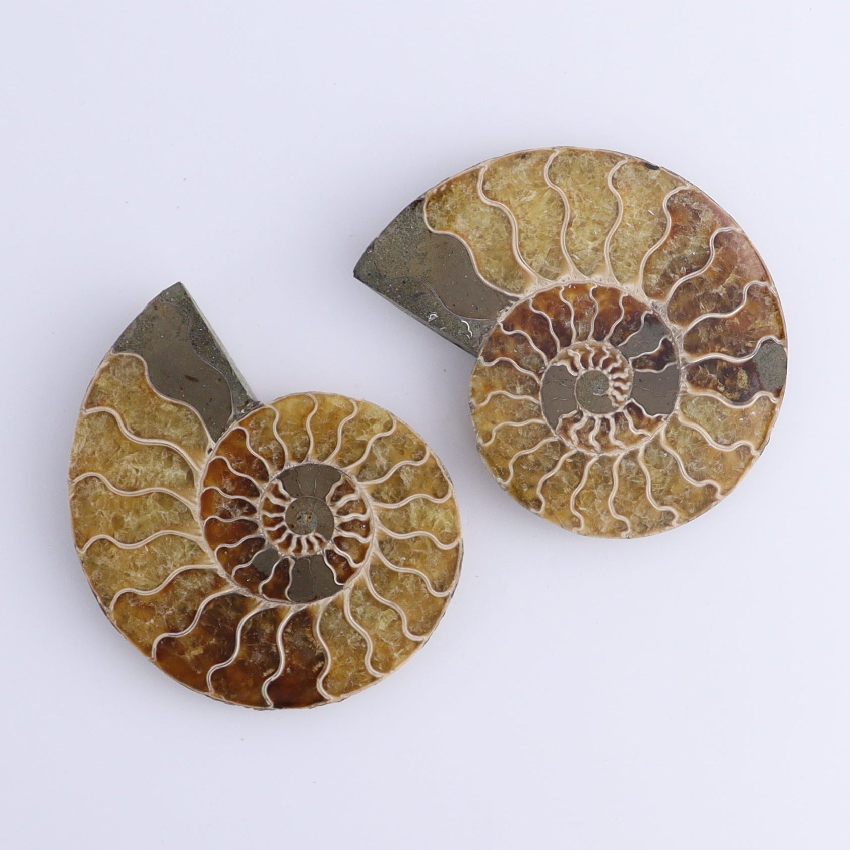 Ammonite Shells Set of 8 - Expert Wholesale and Supplier of Wholesale Crystals & Bulk Gemstones, ["Ammonite","Madagascar","shells"]