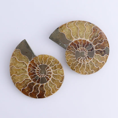 Ammonite Shells Set of 8 - Expert Wholesale and Supplier of Wholesale Crystals & Bulk Gemstones, ["Ammonite","Madagascar","shells"]