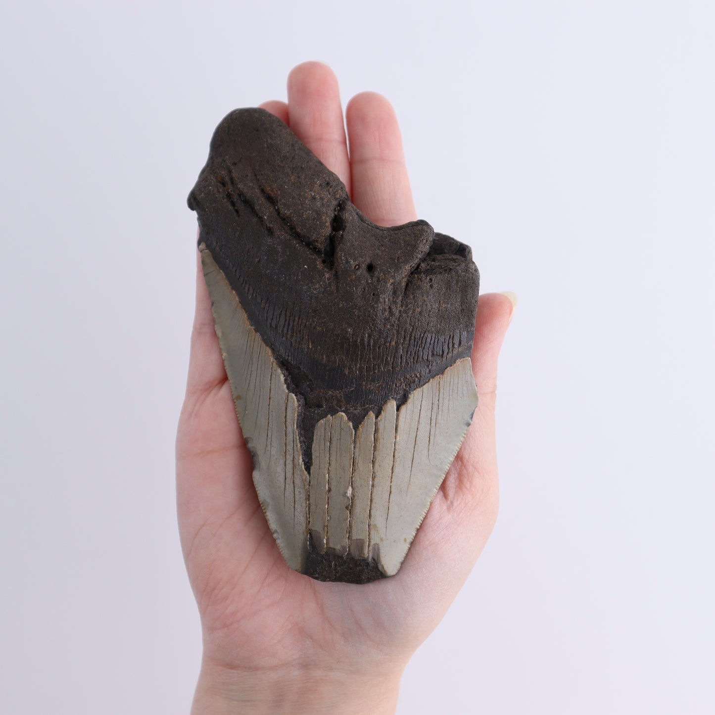 Megalodon Teeth Set of 4 - Expert Wholesale and Supplier of Wholesale Crystals & Bulk Gemstones, ["Megalodon Teeth","United States"]