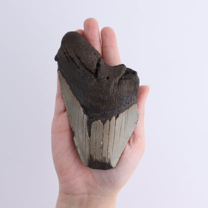 Megalodon Teeth Set of 4 - Expert Wholesale and Supplier of Wholesale Crystals & Bulk Gemstones, ["Megalodon Teeth","United States"]
