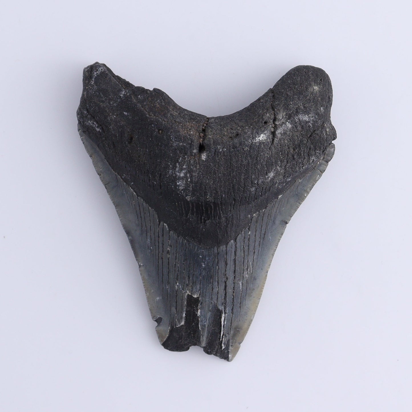 Megalodon Teeth Set of 2 - Expert Wholesale and Supplier of Wholesale Crystals & Bulk Gemstones, ["Megalodon Teeth","United States"]