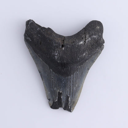 Megalodon Teeth Set of 2 - Expert Wholesale and Supplier of Wholesale Crystals & Bulk Gemstones, ["Megalodon Teeth","United States"]