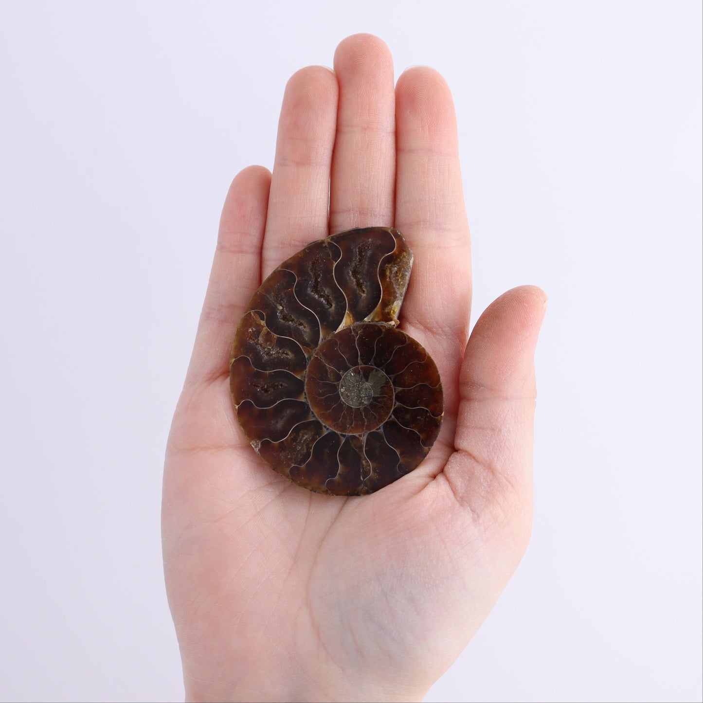 Ammonite Shells Set of 8 - Expert Wholesale and Supplier of Wholesale Crystals & Bulk Gemstones, ["Ammonite","Madagascar","shells"]