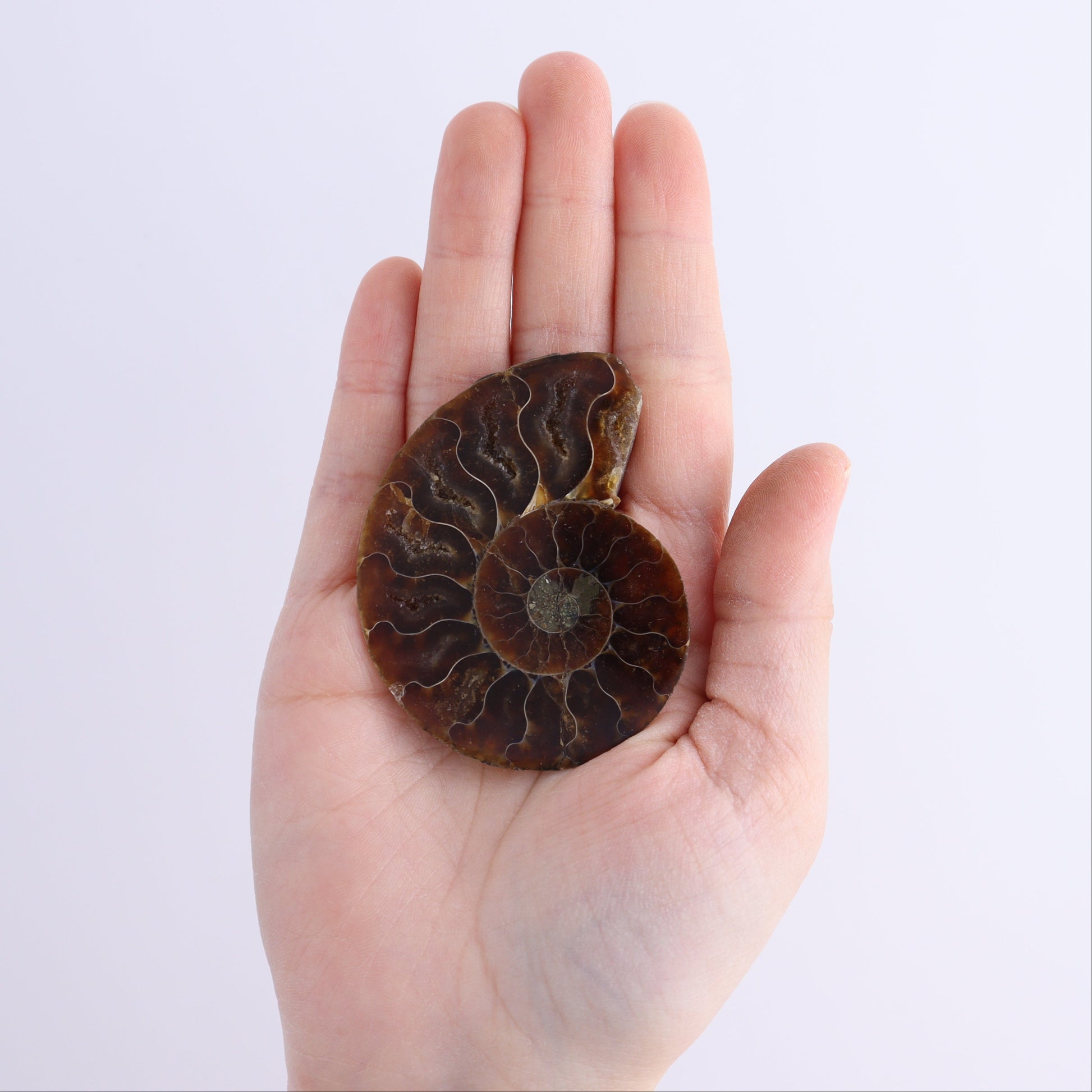 Ammonite Shells Set of 8 - Expert Wholesale and Supplier of Wholesale Crystals & Bulk Gemstones, ["Ammonite","Madagascar","shells"]