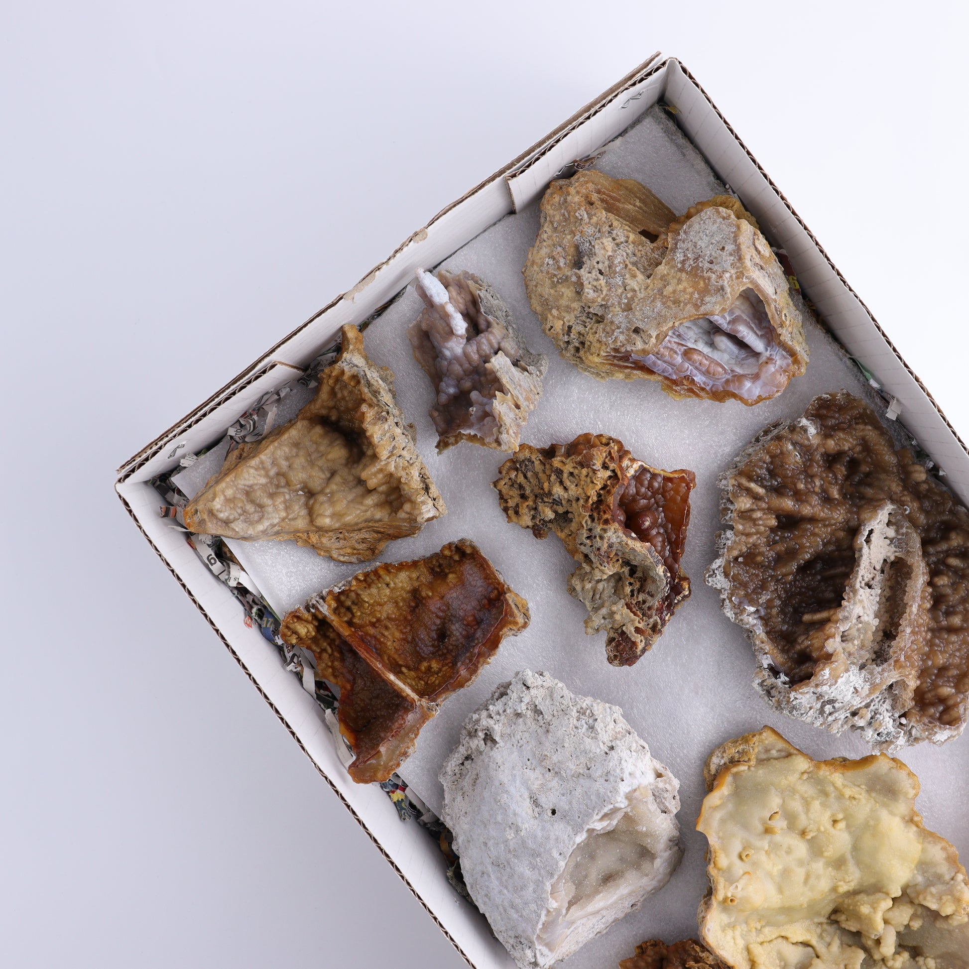 Agatized Coral Flat - Expert Wholesale and Supplier of Wholesale Crystals & Bulk Gemstones, ["Agate","Agatized Coral","Coral","United States"]