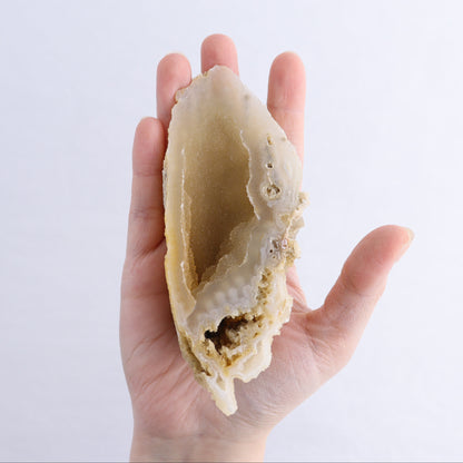 Agatized Coral Flat - Expert Wholesale and Supplier of Wholesale Crystals & Bulk Gemstones, ["Agate","Agatized Coral","Coral","United States"]