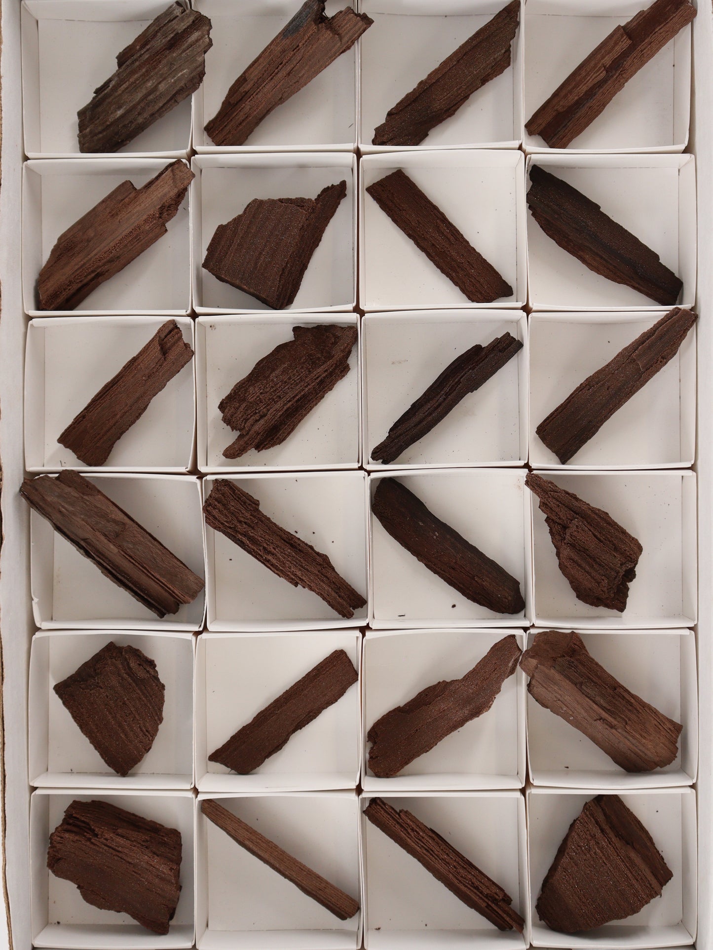 Permineralized Wood Flat - Expert Supplier of Wholesale Crystals & Bulk Gemstones