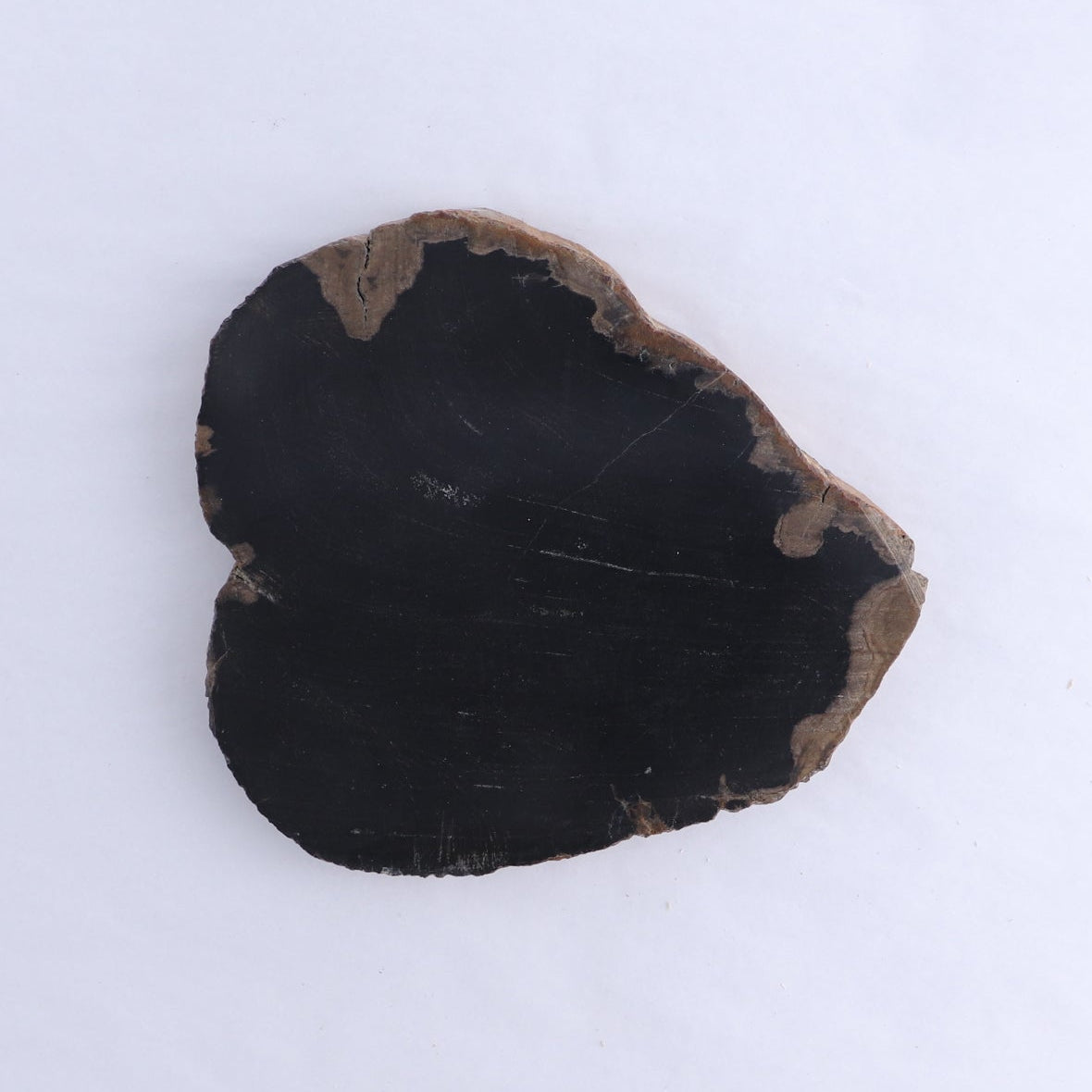 Petrified Wood Slices & Slabs Set of 3