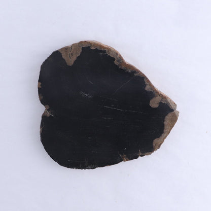 Petrified Wood Slices & Slabs Set of 3