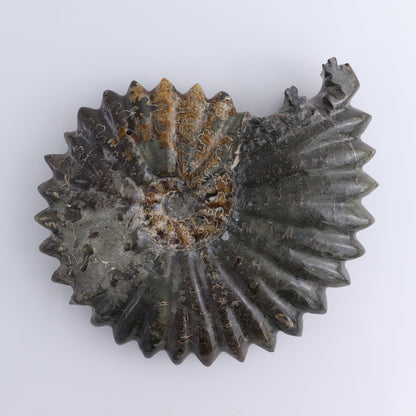 Ammonite Shell