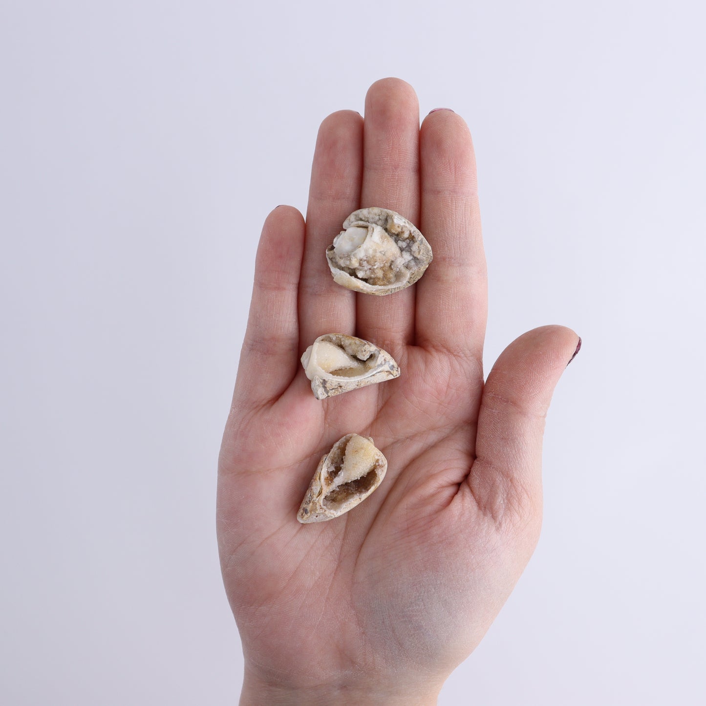 Crystalized Shells Set of 24 - Expert Wholesale and Supplier of Wholesale Crystals & Bulk Gemstones, ["Crystalized Shell","India","shell","shells"]