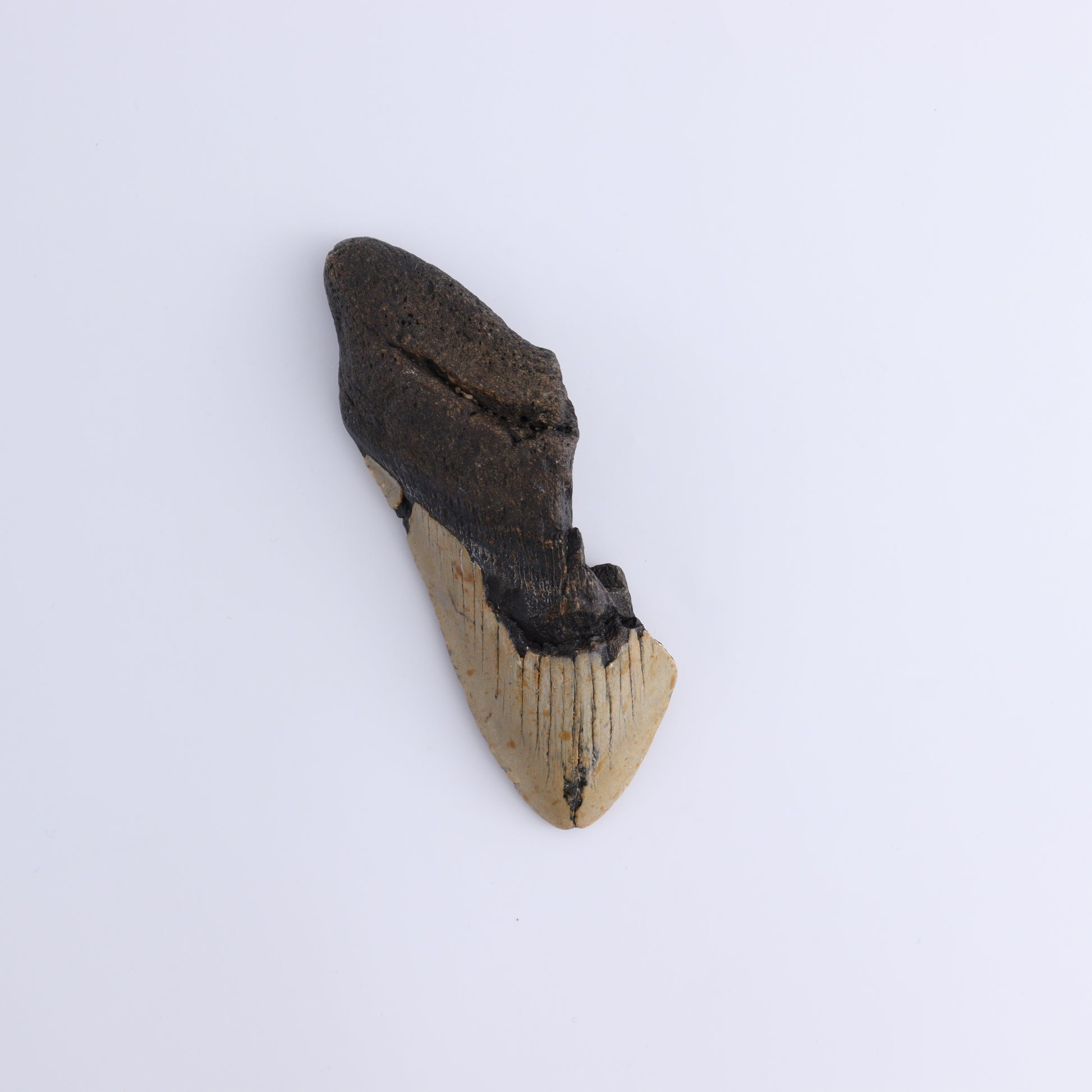 Megalodon Teeth Set of 4 - Expert Wholesale and Supplier of Wholesale Crystals & Bulk Gemstones, ["Megalodon Teeth","United States"]