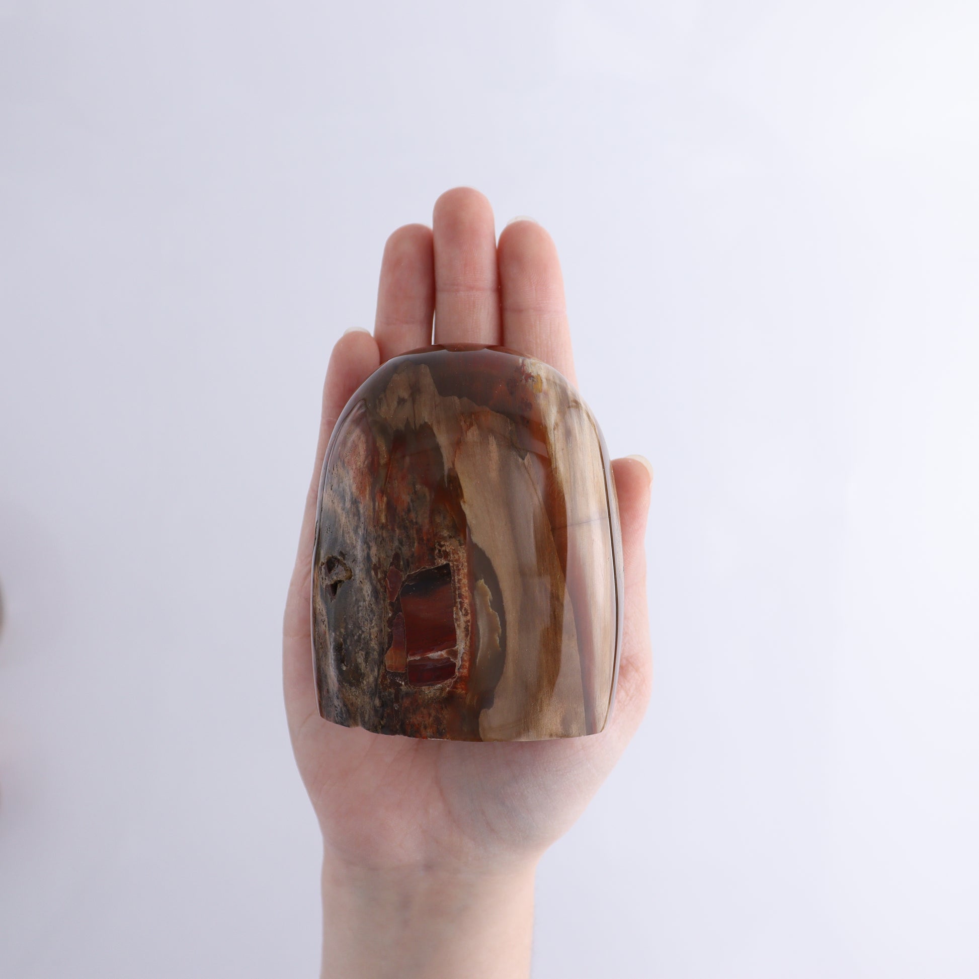 Petrified Wood Freeform Set of 3 - Expert Wholesale and Supplier of Wholesale Crystals & Bulk Gemstones, ["Freeforms","Madagascar","Petrified Wood"]