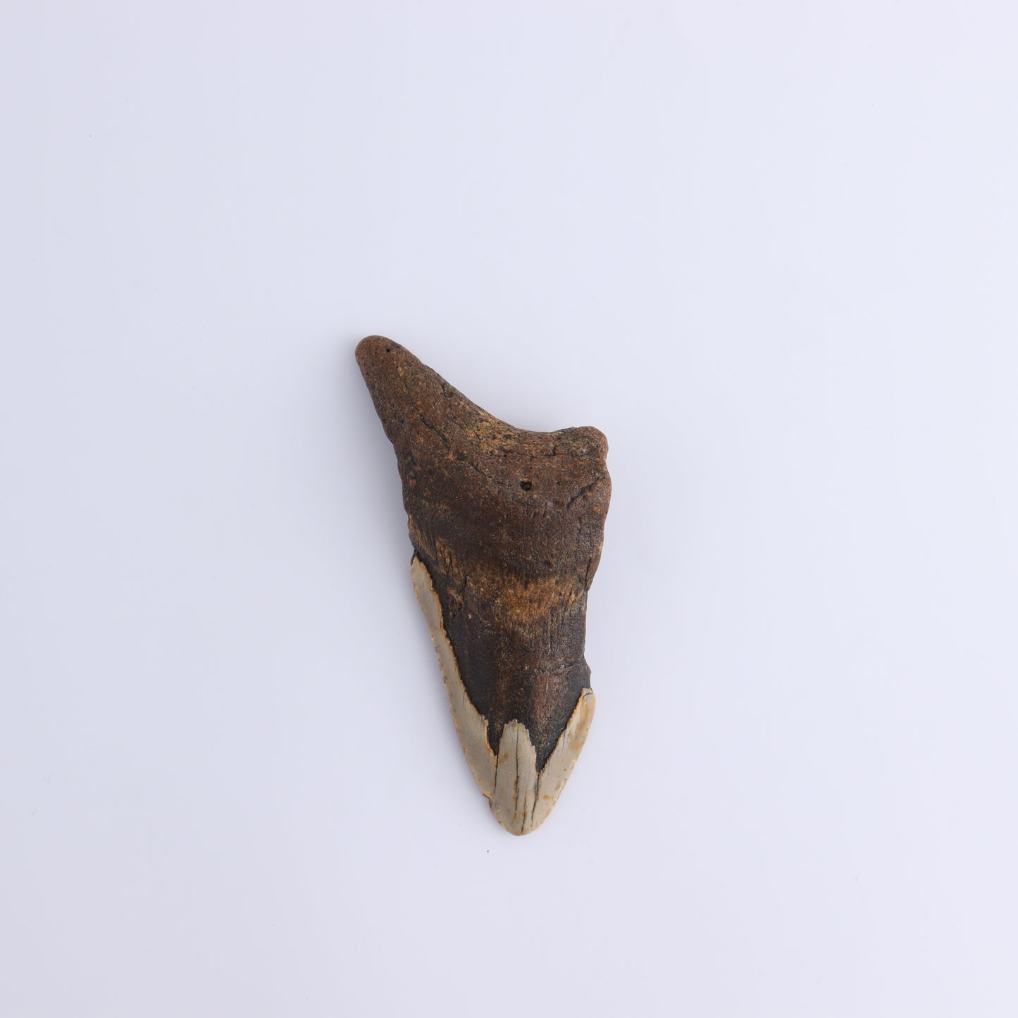 Megalodon Teeth Set of 4 - Expert Wholesale and Supplier of Wholesale Crystals & Bulk Gemstones, ["Megalodon Teeth","United States"]