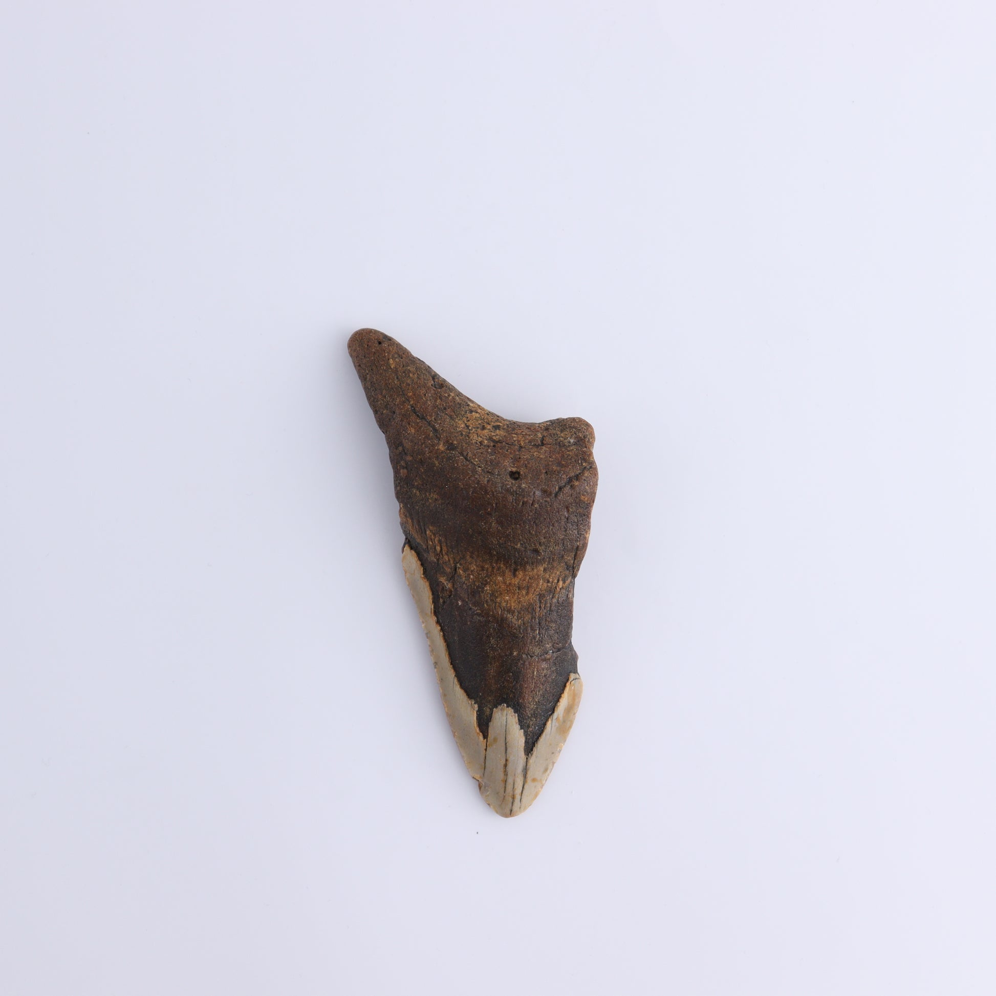 Megalodon Teeth Set of 4 - Expert Wholesale and Supplier of Wholesale Crystals & Bulk Gemstones, ["Megalodon Teeth","United States"]