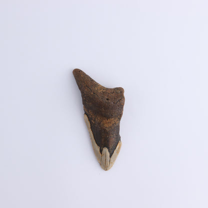 Megalodon Teeth Set of 4 - Expert Wholesale and Supplier of Wholesale Crystals & Bulk Gemstones, ["Megalodon Teeth","United States"]