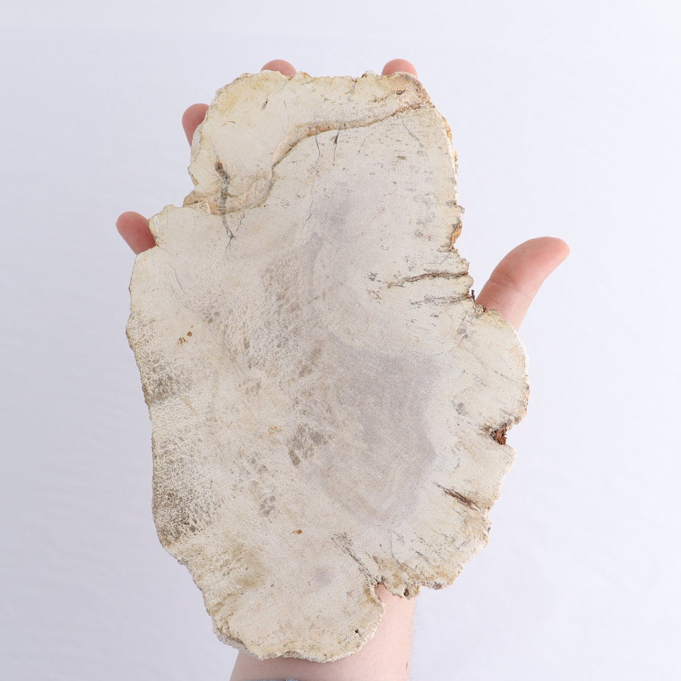 Petrified Wood Slices & Slabs Set of 3
